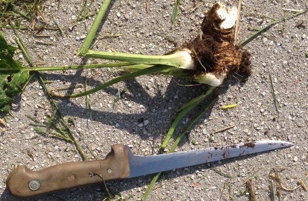 Psychotherapie tief verwurzelt