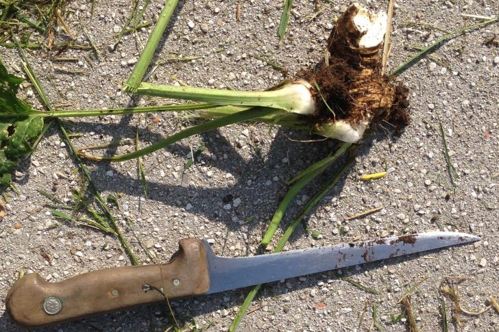 Psychotherapie tief verwurzelt