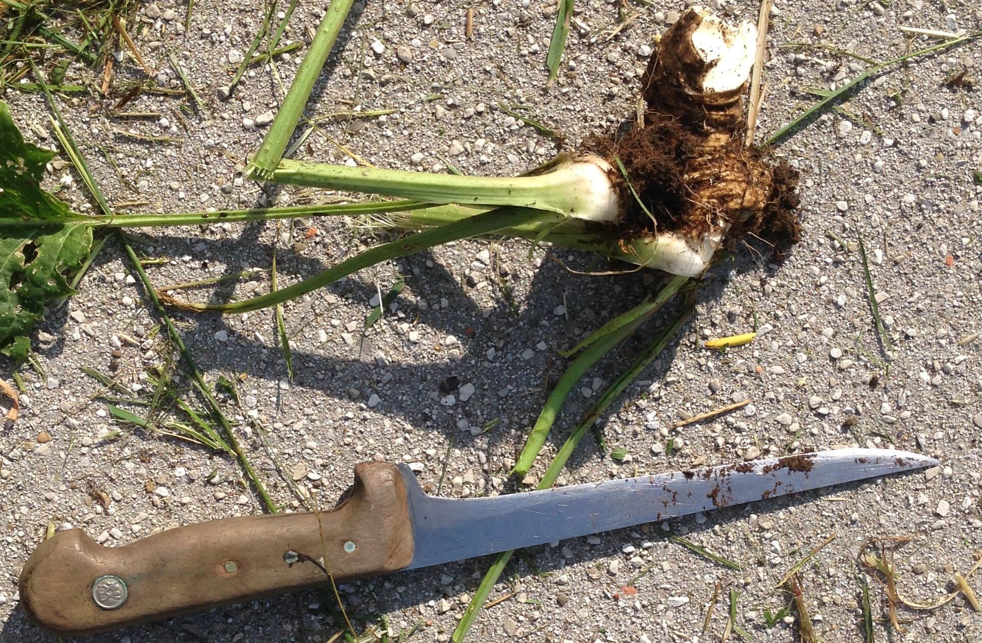 Psychotherapie tief verwurzelt